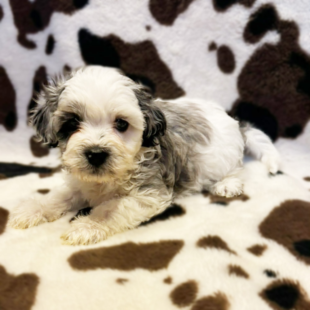 Meet "Milo", a merle and white parti Shih-Poo Female Puppy. A Crossbreed between a Shih Tzu and a Poodle.
