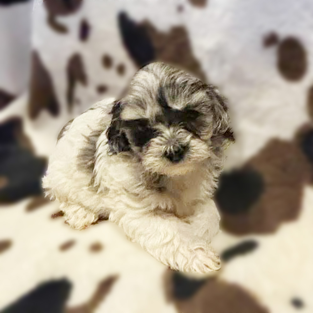 Meet "Max", a merle and white parti Shih-Poo Male Puppy. A Crossbreed between a Shih Tzu and a Poodle.