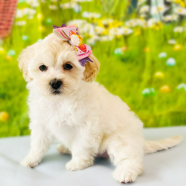 Meet "Lilly", a merle and white parti Shih-Poo Female Puppy. Available in the Store now, March 10, 2026!