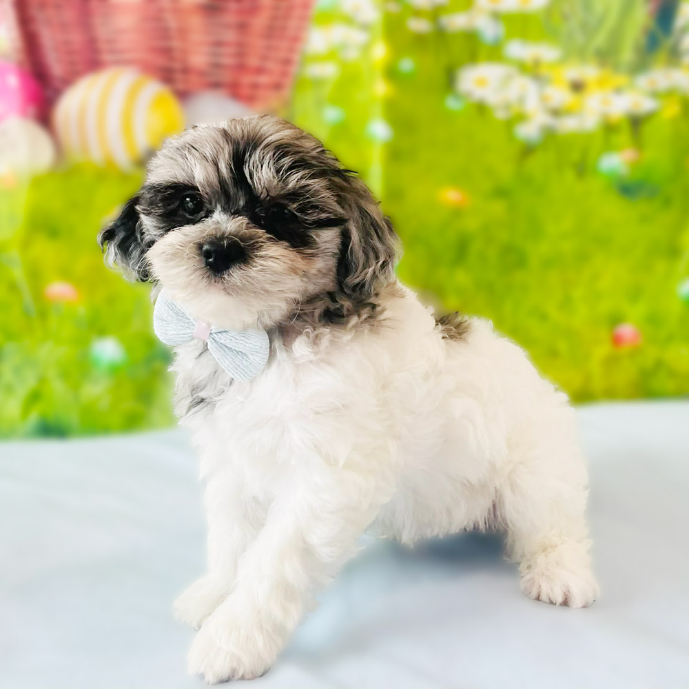 Meet "Milo", a merle and white parti Shih-Poo Male Puppy. A Crossbreed between a Shih Tzu and a Poodle.