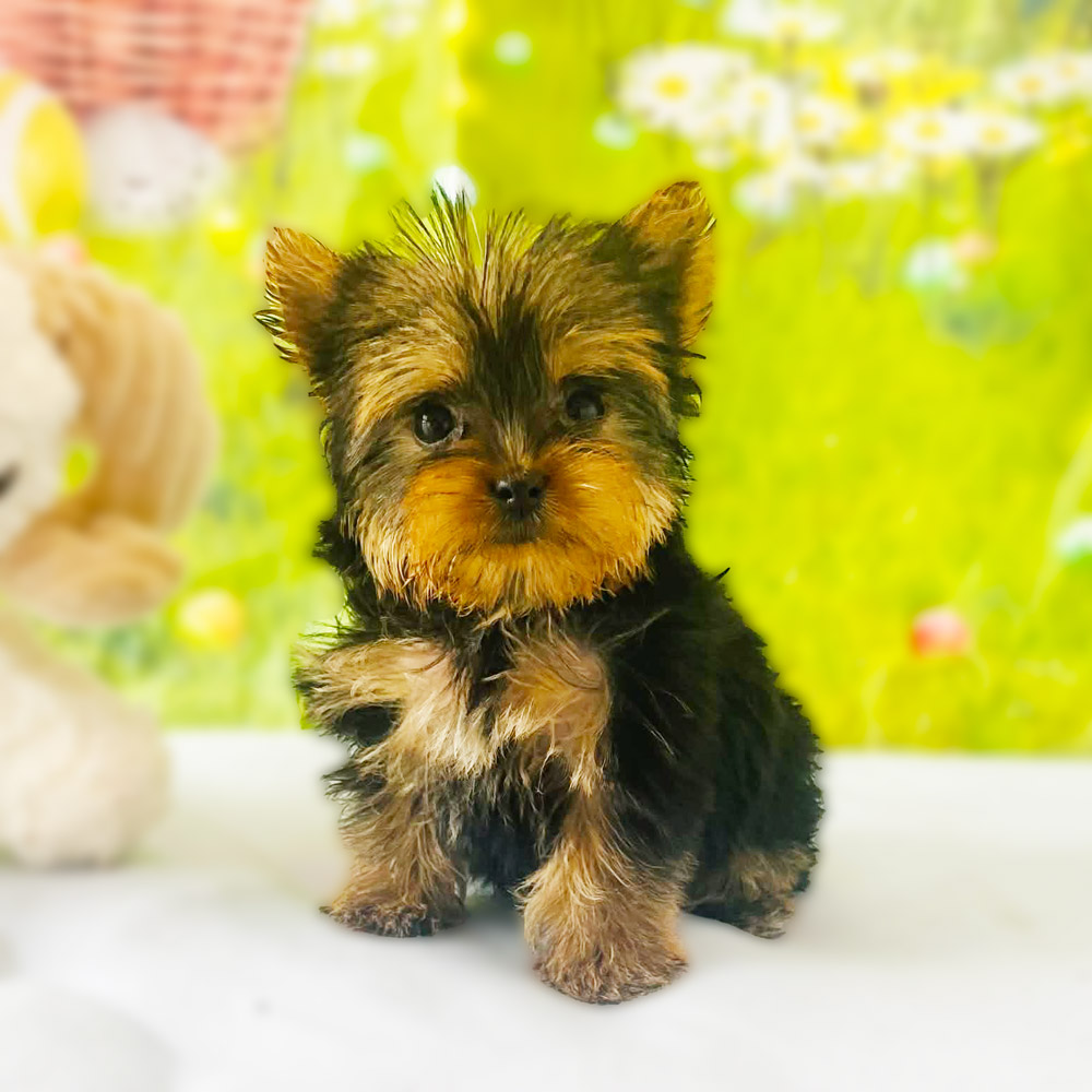 Meet "Kennedy", a TEACUP Yorkshire Female Puppy.