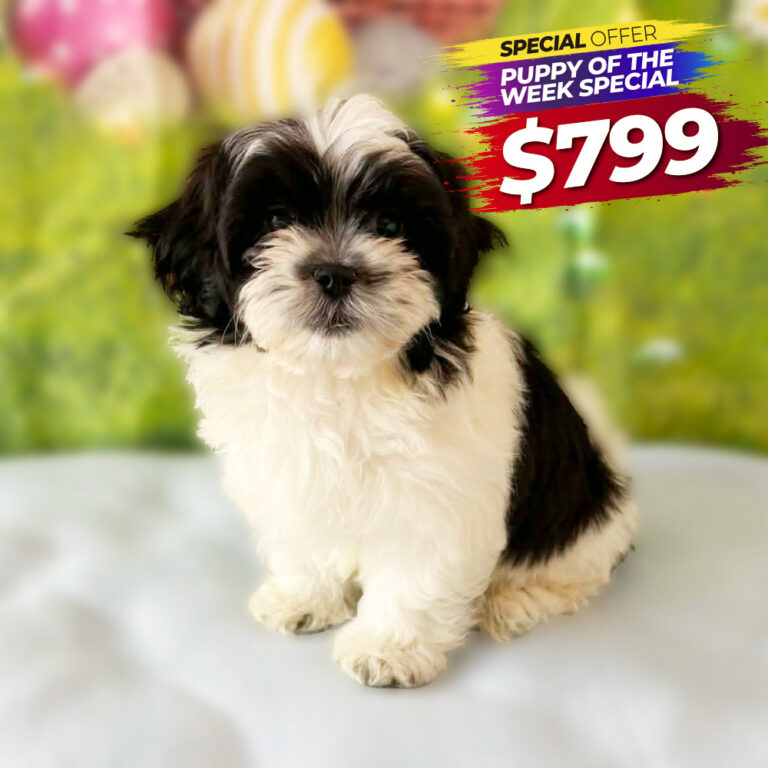 Meet "Milly", a Shi-Malt / Mal-Shi / Malti zu / Malt-Tzu Female Puppy. A designer Crossbreed between a Maltese and a Shih Tzu.