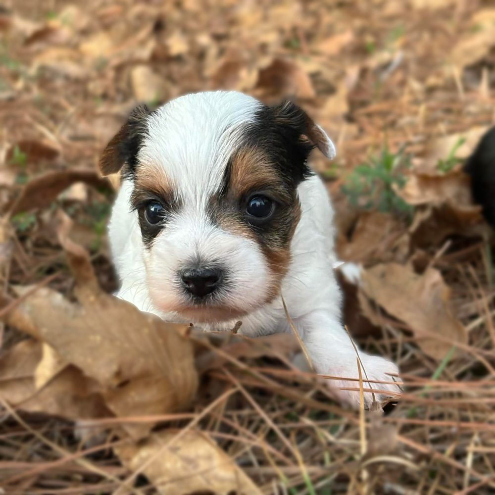 Yorkshire Female Puppy. Taking Deposit, Book Now! Will be available in the Store in soon!
