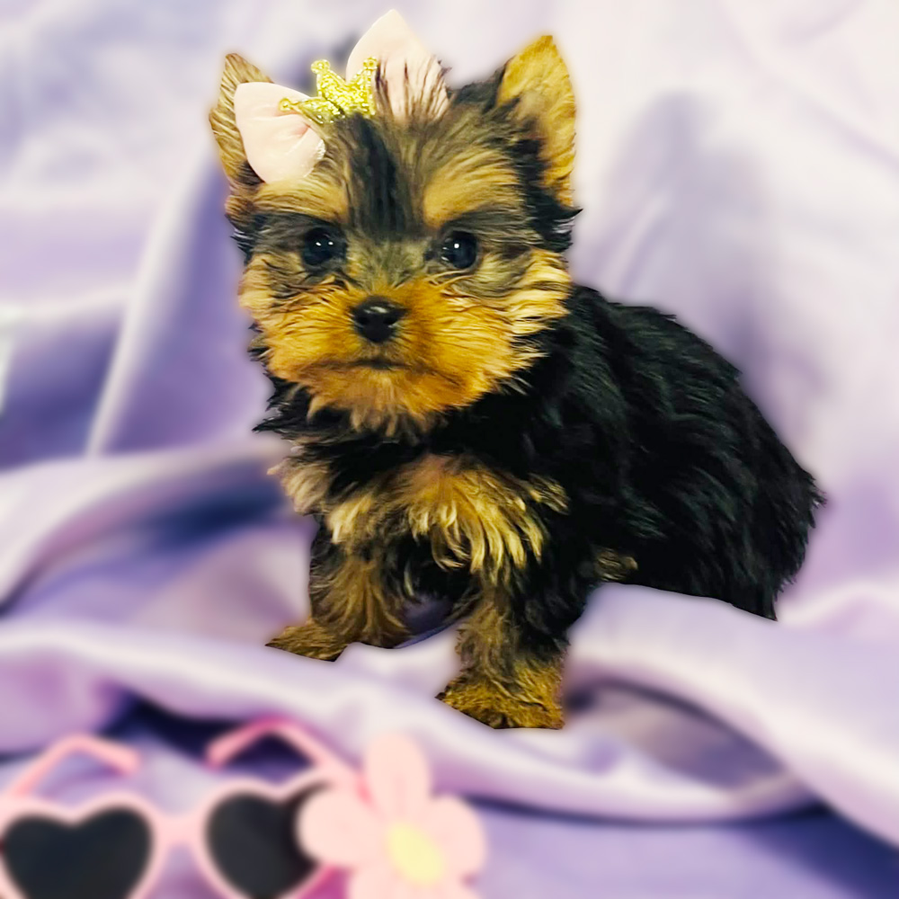 Meet "Kennedy", a Yorkshire Female Puppy.