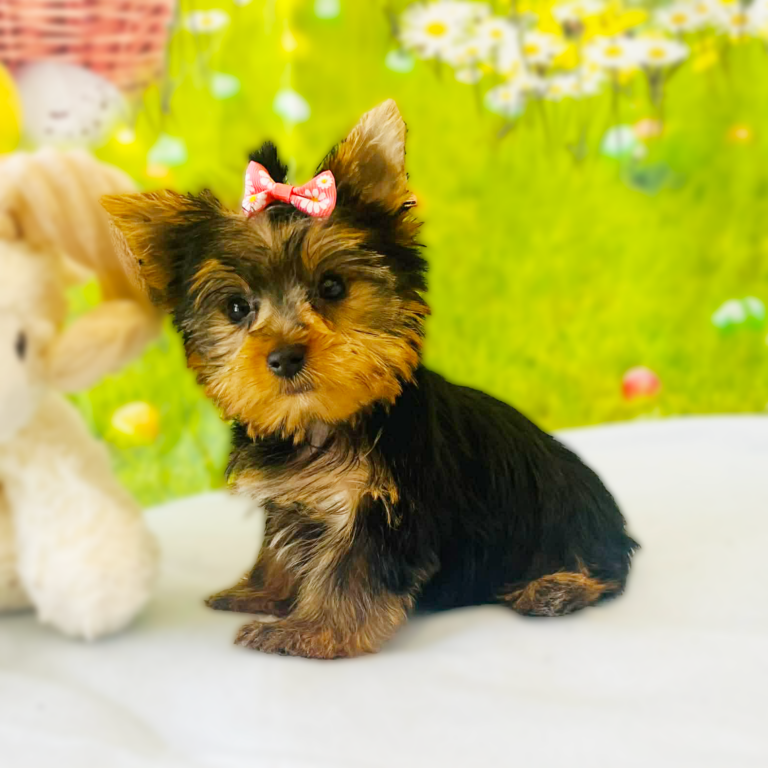 Meet "Ellie Ray", a Yorkshire Female Puppy.