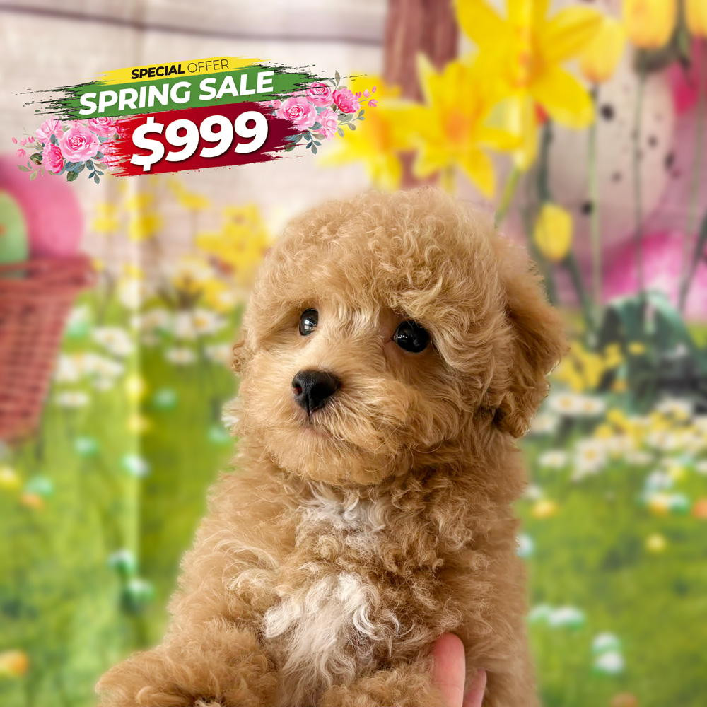 Meet "Blaze", a Mini Poodle Male Puppy.