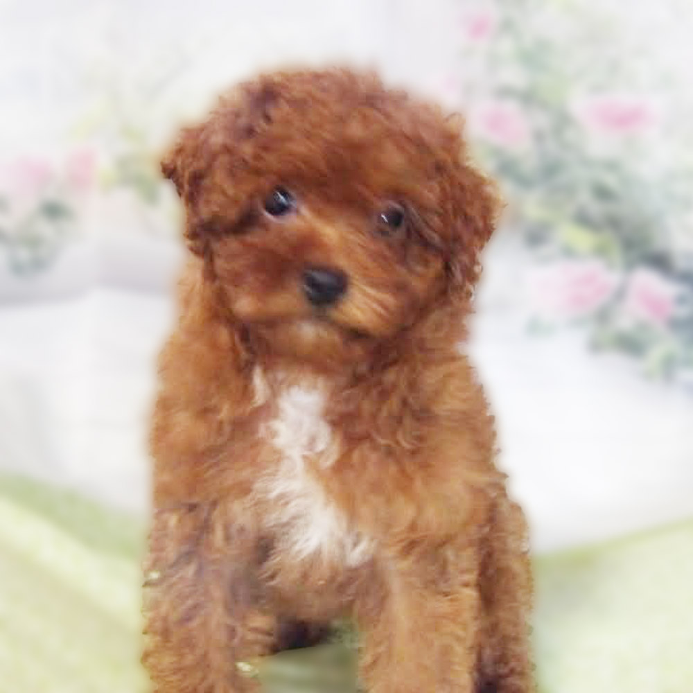 Meet "Greta", a Mini Poodle Female Puppy.