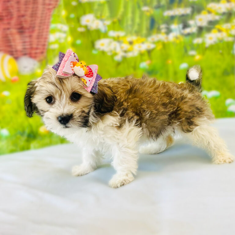 Meet "Olivia", a Havanese Female Puppy.