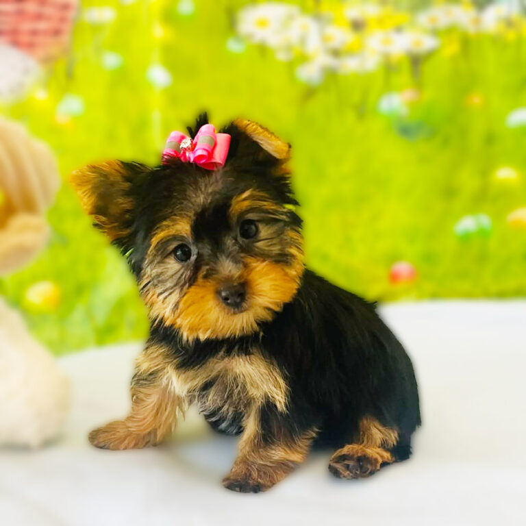 Meet "Sadie Mae", a Yorkshire Female Puppy.