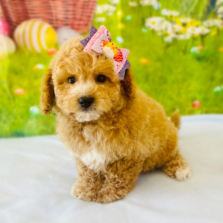Meet "Carmella", a F2 Cavapoo Female Puppy. A Crossbreed between a Cavalier King Charles Spaniel and a Poodle.