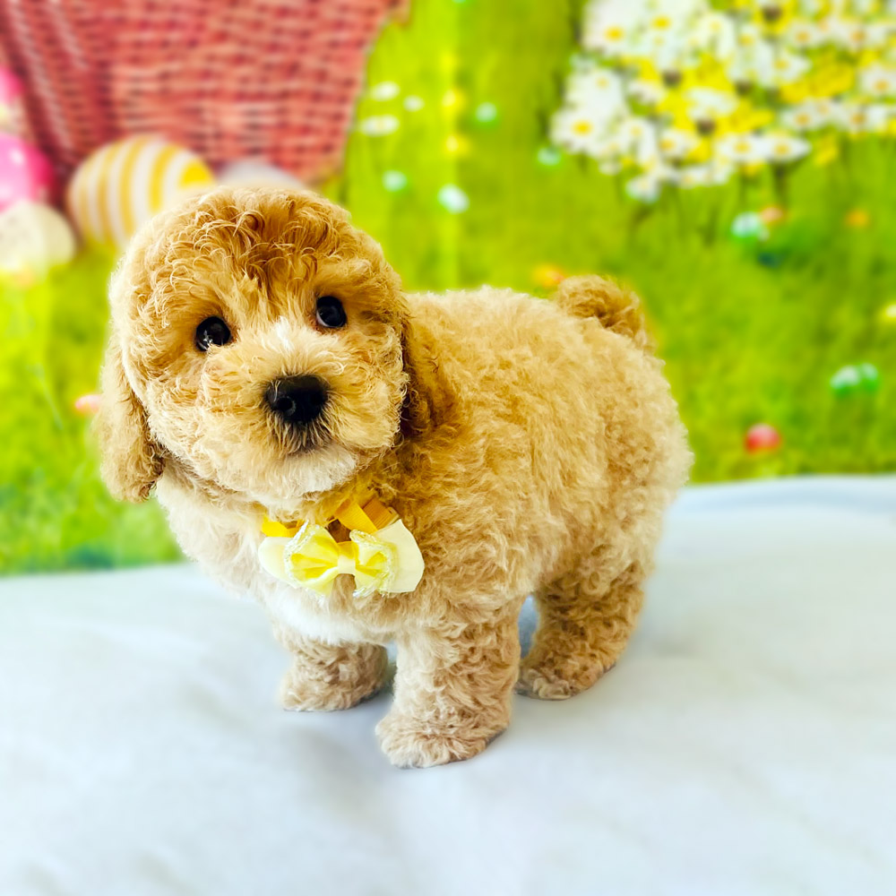 Meet "Hopper", a F2 Cavapoo Male Puppy. A Crossbreed between a Cavalier King Charles Spaniel and a Poodle. 
