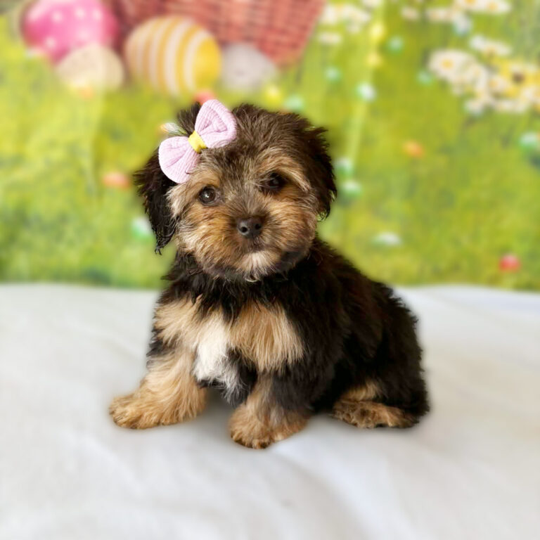 Meet "Presley", a Morkie Female Puppy. A Crossbreed between a Maltese and a Yorkshire Terrier.