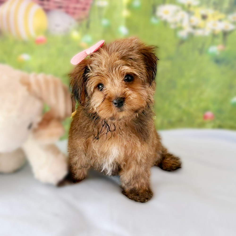 Meet "Truffle", a Morkie Female Puppy. A Crossbreed between a Maltese and a Yorkshire Terrier.
