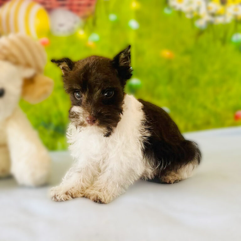 Meet "Truitt", a Toy Schnauzer Male Puppy.