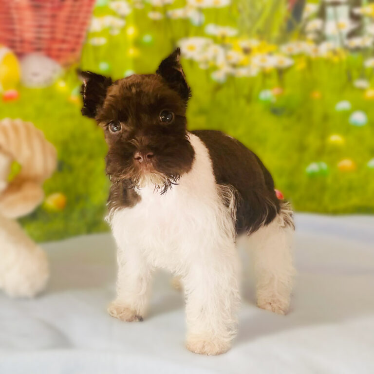Meet "Mable", a Toy Schnauzer Female Puppy.