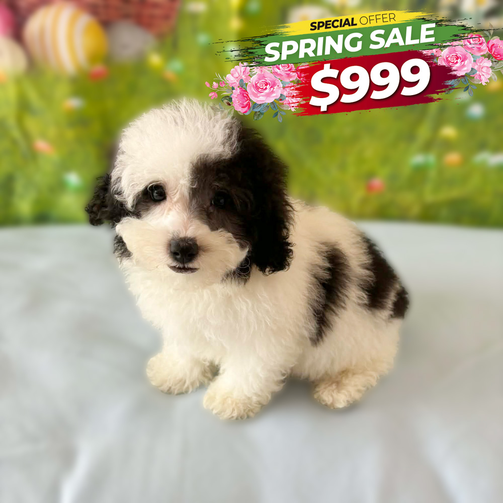 Meet "Blu", a Mini Poodle Male Puppy.