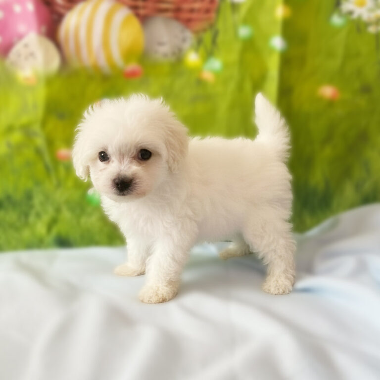 Meet "Hopper", a Toy Malti-poo Male Puppy. A designer crossbreed between a Poodle and a Maltese.
