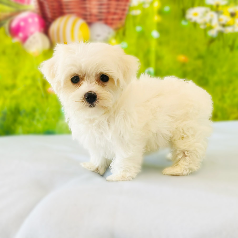 Meet "Thumper", a Maltese Male Puppy.