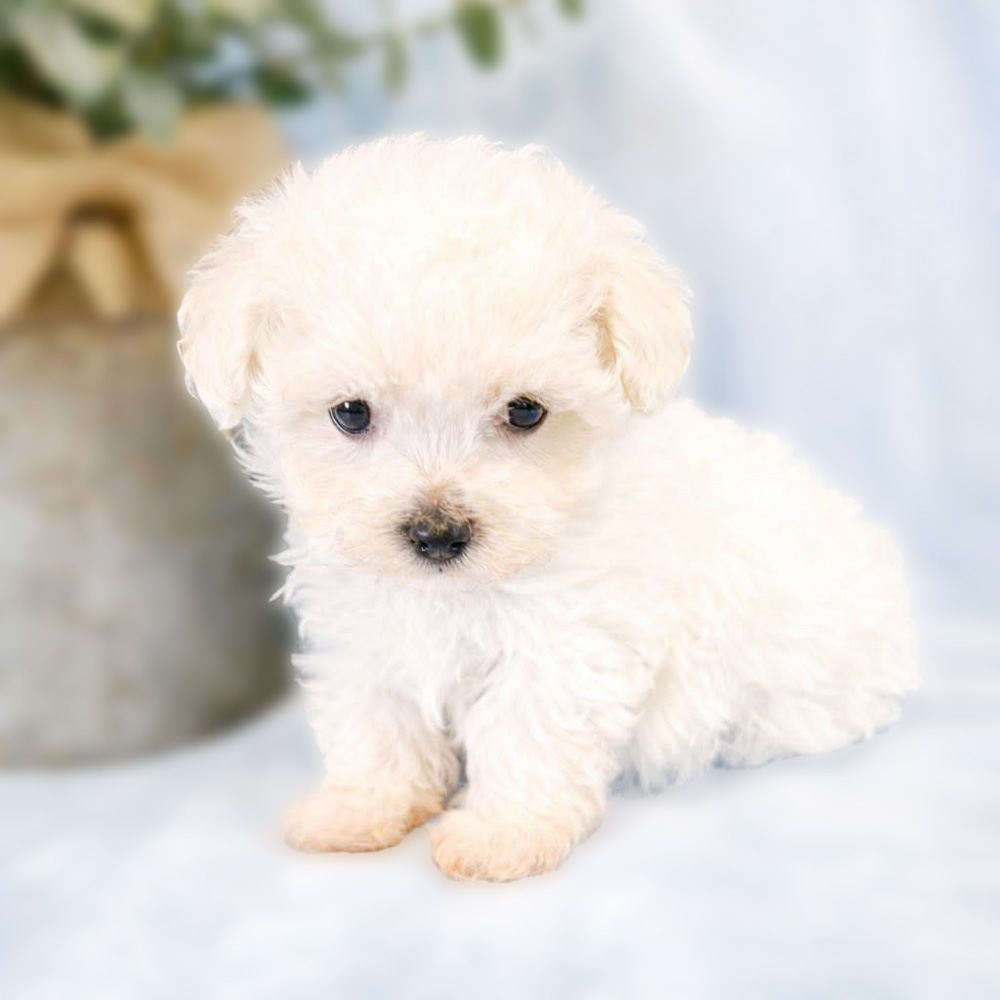 Meet "Blizzard", a Malti-poo Male Puppy. A designer crossbreed between a Poodle and a Maltese.