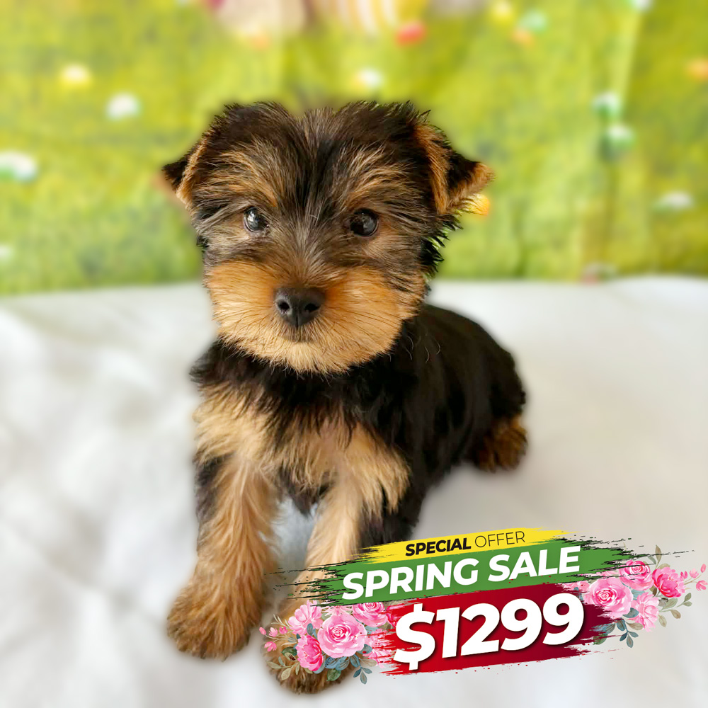 Meet "Aiden", a Yorkshire Male Puppy.