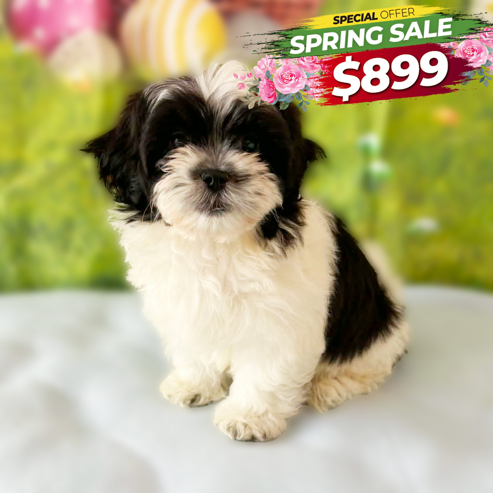 Meet "Milly", a Shi-Malt / Mal-Shi / Malti zu / Malt-Tzu Female Puppy. A designer Crossbreed between a Maltese and a Shih Tzu.