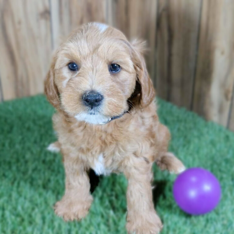Meet “June”, Cavapoo Female Puppy. A Crossbreed between a Cavalier King Charles Spaniel and a Poodle.