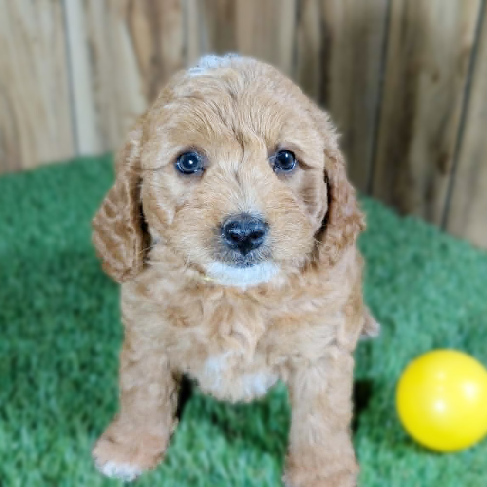 Meet “Mable”, Cavapoo Female Puppy. A Crossbreed between a Cavalier King Charles Spaniel and a Poodle.