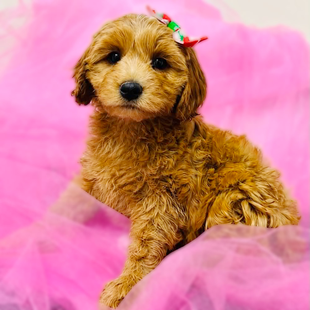 Meet “June”, Cavapoo Female Puppy. A Crossbreed between a Cavalier King Charles Spaniel and a Poodle.