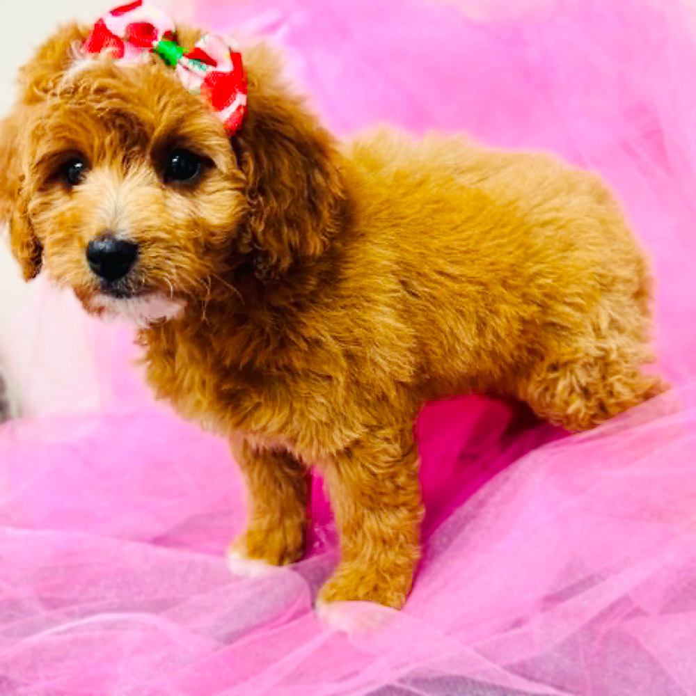 Meet “Mable”, Cavapoo Female Puppy. A Crossbreed between a Cavalier King Charles Spaniel and a Poodle.