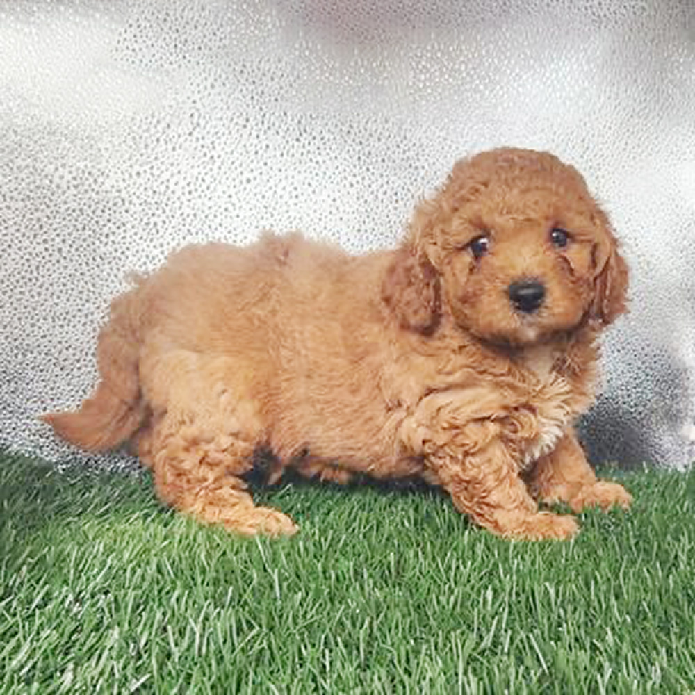 Meet “Maverick”, a Mini Golden Doodle Male Puppy.