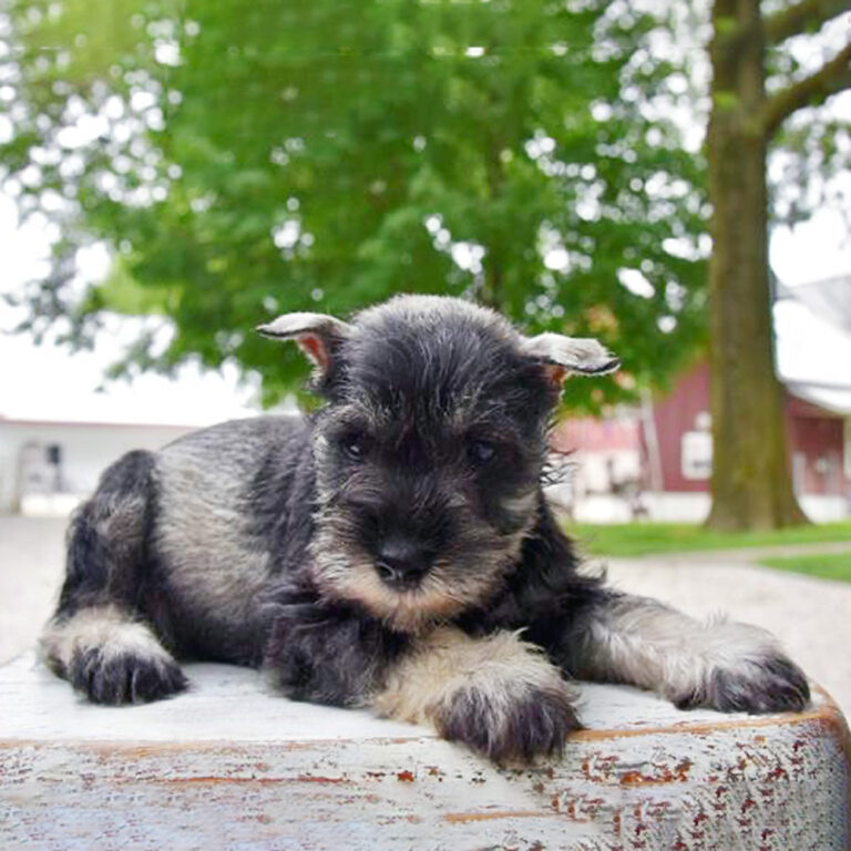 Meet “Blake”, a Salt and Pepper Mini Schnauzer Male Puppy.