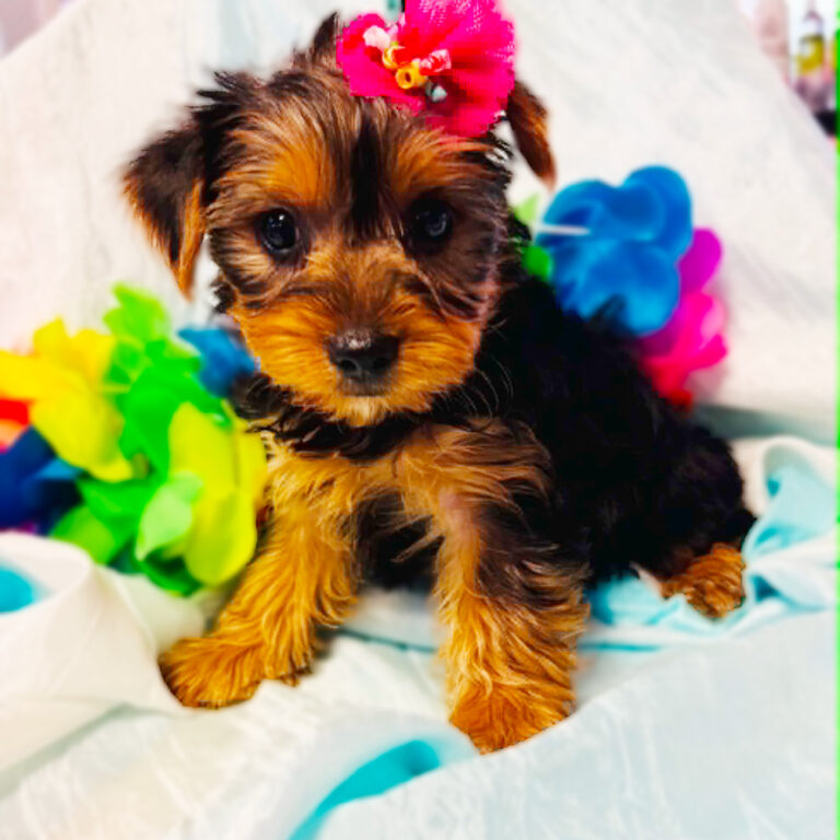 Meet "Harper" a Yorkshire Terrier Female Puppy.