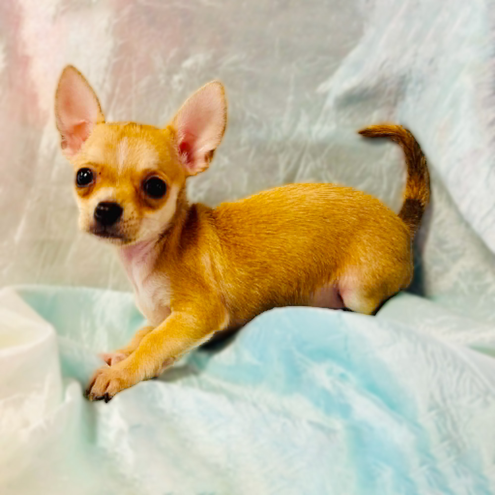 Meet “Bruce”, a Chihuahua Male Puppy. Available in the Store now, 15 June, 2026!