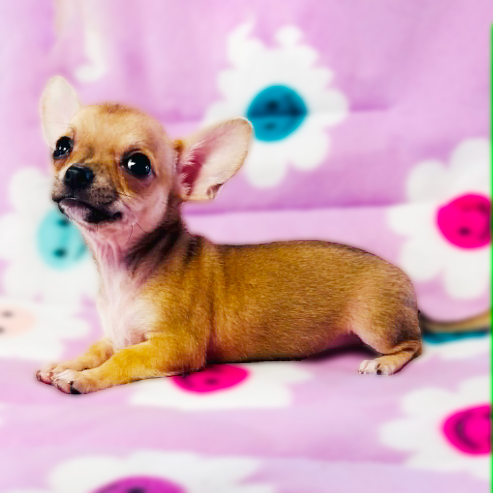 Meet “Bridget”, a Chihuahua Female Puppy.