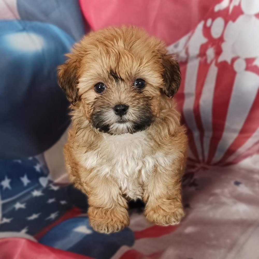 Meet “Hanna”, a Teddy Bear Female Puppy. A Crossbreed between a Bichon Frisé and a Shih Tzu.