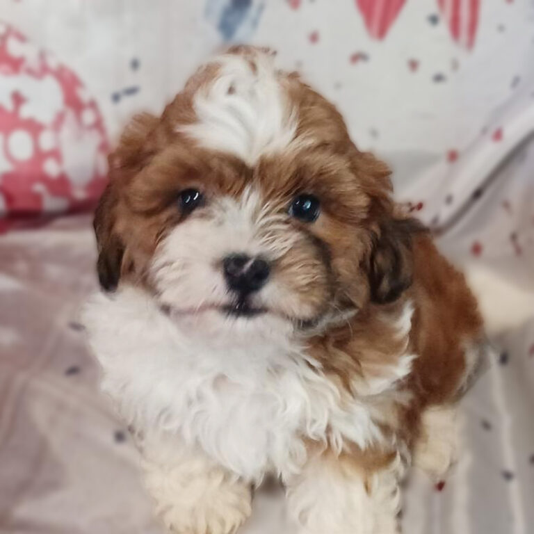 Meet “Hayes”, a Teddy Bear Male Puppy. A Crossbreed between a Bichon Frisé and a Shih Tzu.