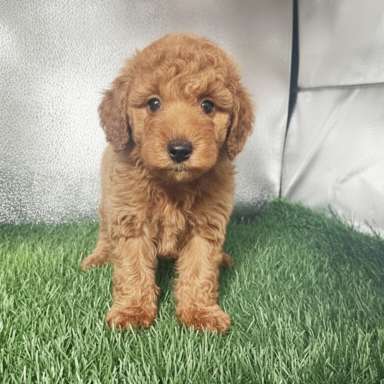 Meet “Charlotte”, a Mini Golden Doodle Female Puppy.