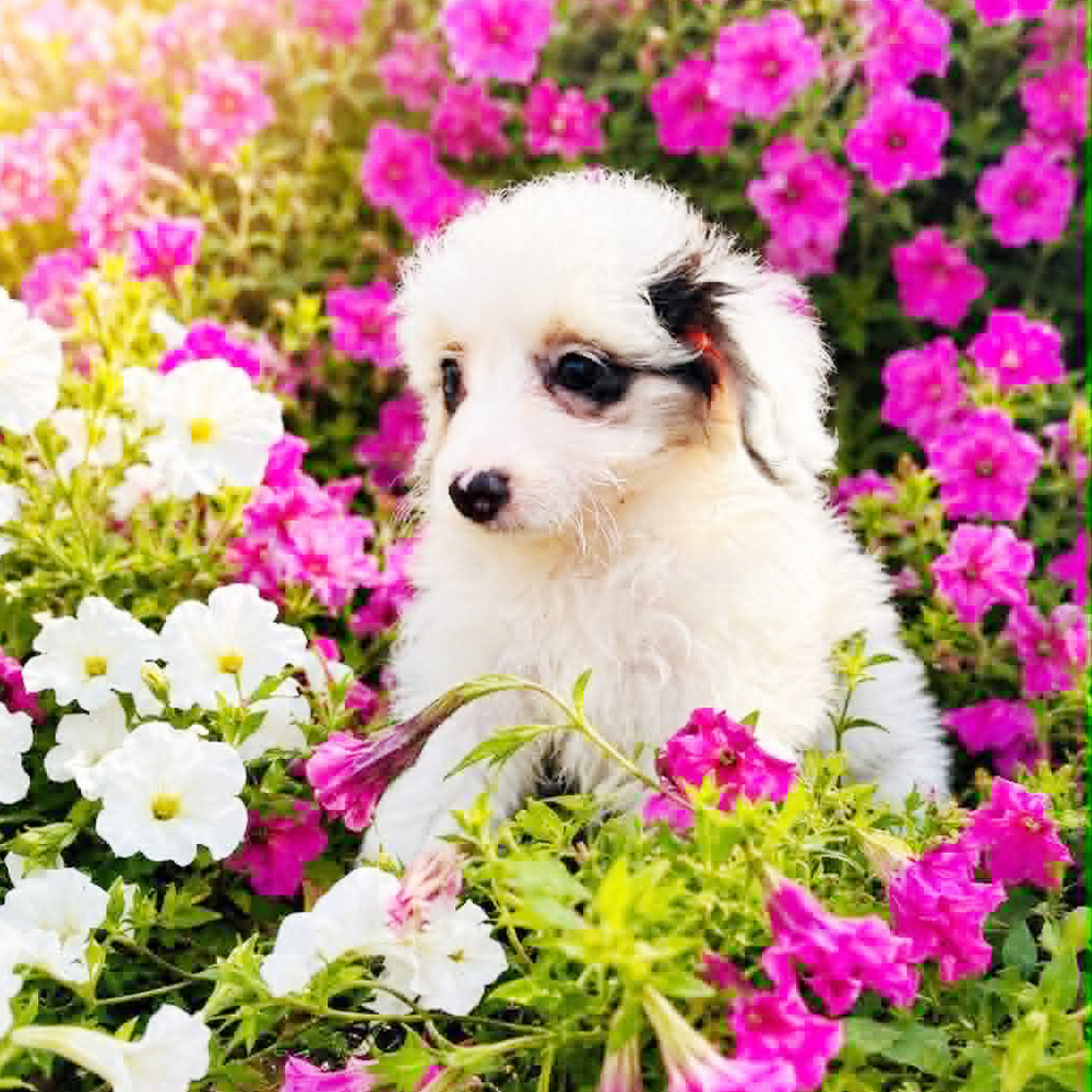 Meet "Birdie" a Toy Aussiedoodle Female Puppy. A Crossbreed between an Australian Shepherd and a Poodle.