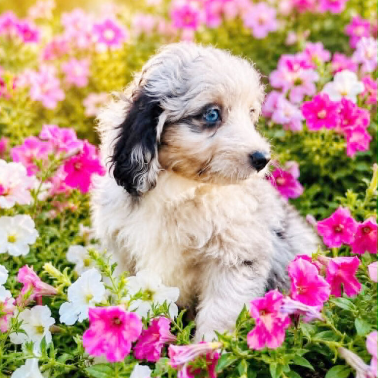 Meet "Sunny" a Toy Aussiedoodle Female Puppy. A Crossbreed between an Australian Shepherd and a Poodle.