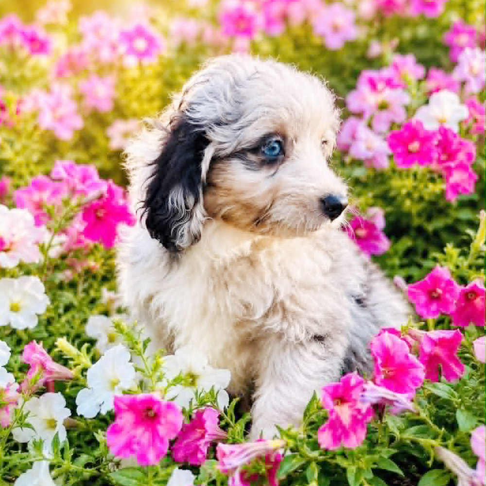 Meet "Sunny" a Toy Aussiedoodle Female Puppy. A Crossbreed between an Australian Shepherd and a Poodle.