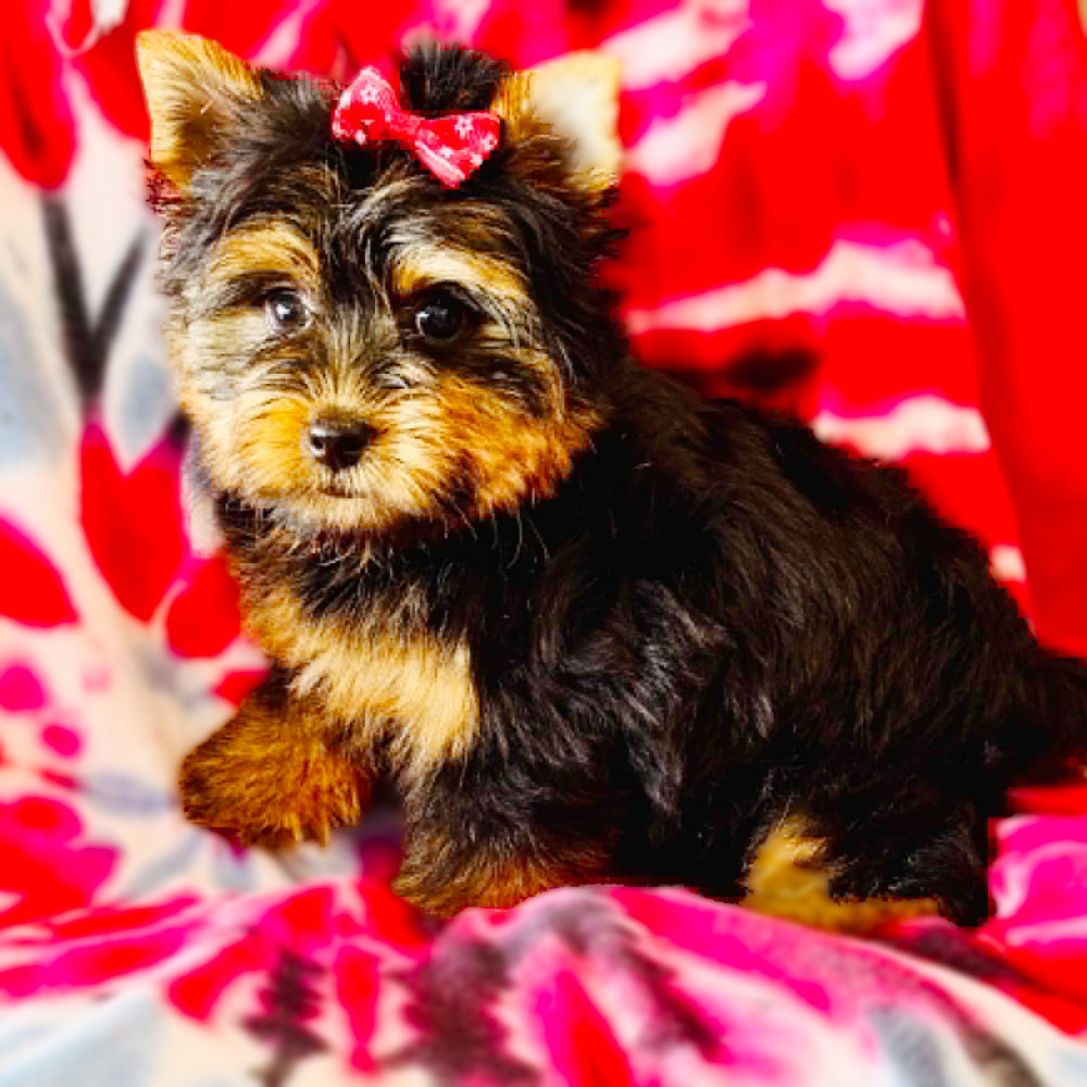 Meet “Nikki”, a Yorkshire Terrier Female Puppy.