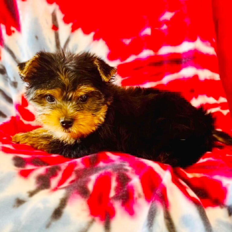 Meet “Tucker”, a Yorkshire Terrier Male Puppy.