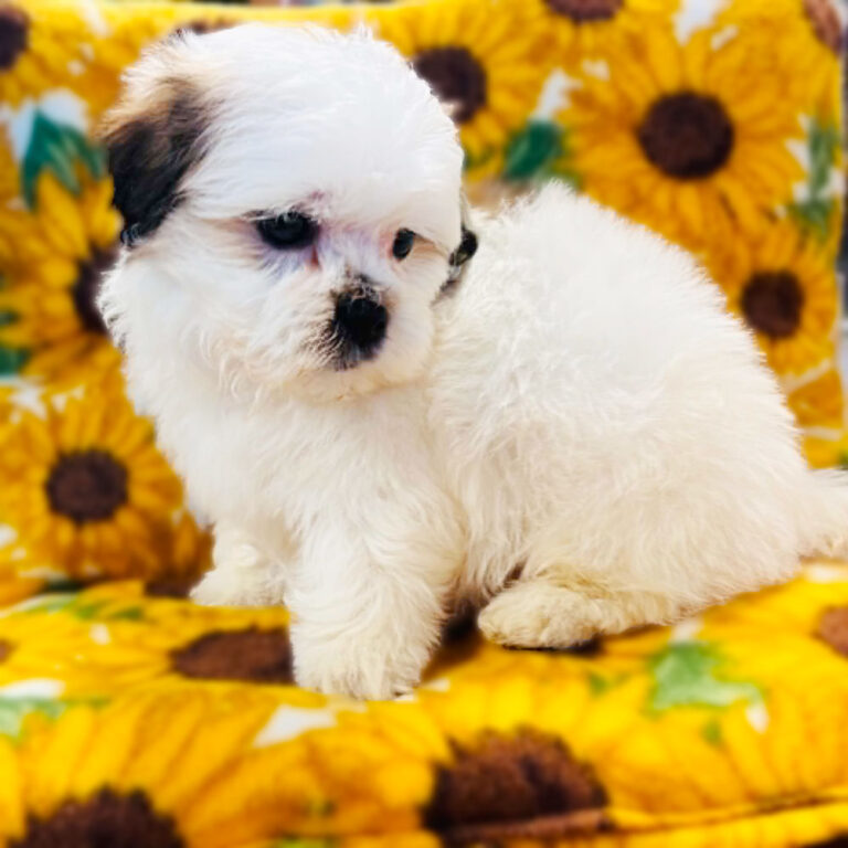 Meet “Hunter”, a Shi-Malt / Mal-Shi / Malti zu / Malt-Tzu Male Puppy. A designer Crossbreed between a Maltese and a Shih Tzu.