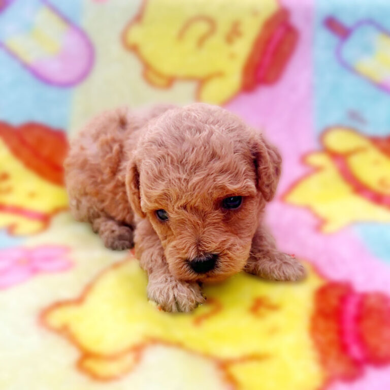 Toy Poodle Female Puppy.