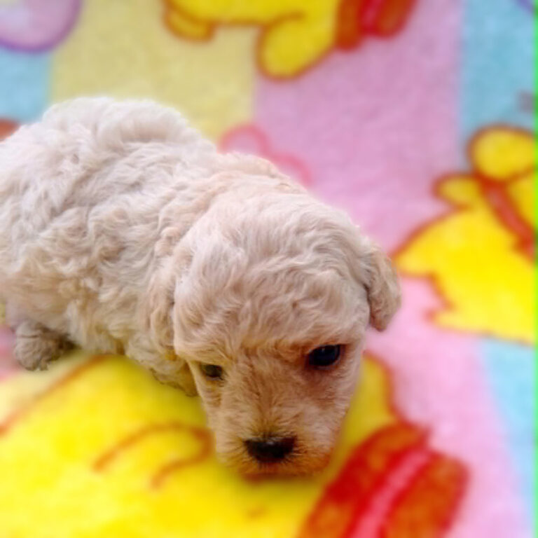 Toy Poodle Female Puppy.