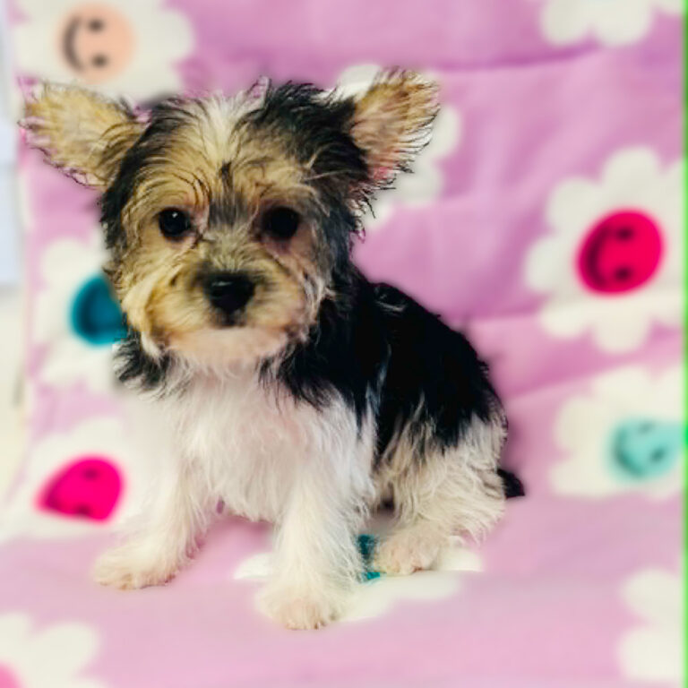 Meet “Carley”, a MorkiePoo Female Puppy.