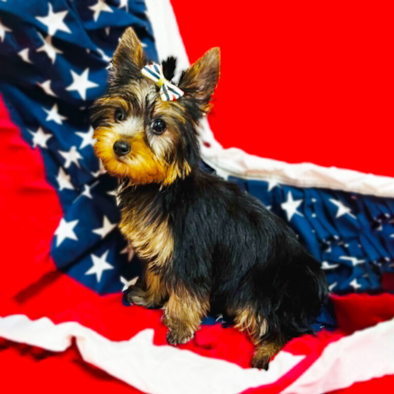 Meet “Marlee”, a Yorkshire Terrier Female Puppy.