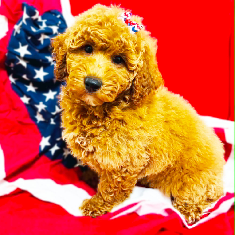 Meet “Carla”, a Mini Golden Doodle Female Puppy.