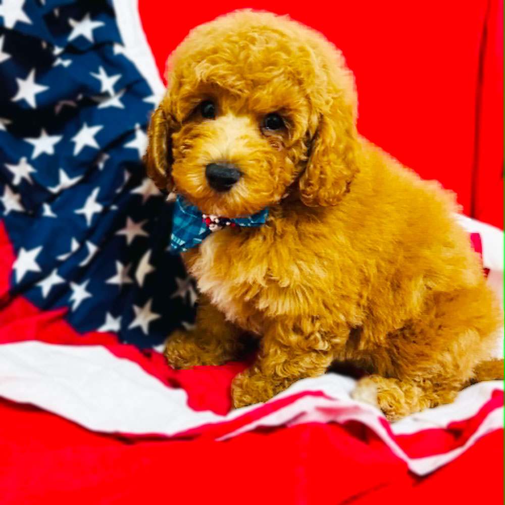 Meet “Blake”, a Mini Golden Doodle Male Puppy.