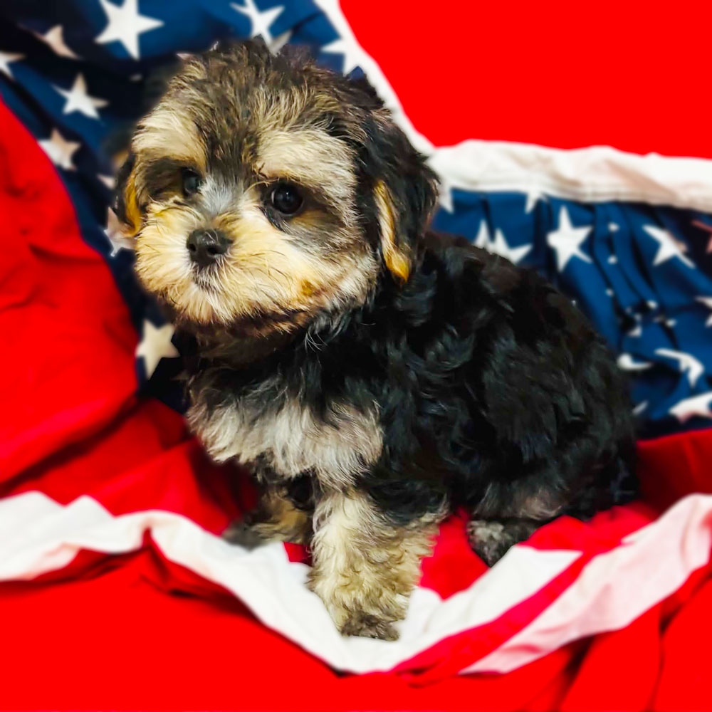 Meet “Sammy”, a Morkie Male Puppy. A Crossbreed between a Maltese and a Yorkshire Terrier.